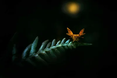Do LED Lights Attract Bugs? Find Out If Green, Red, Blue Lights Keeps Insects Away