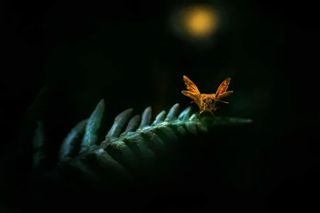 Do LED Lights Attract Bugs? Find Out If Green, Red, Blue Lights Keeps Insects Away