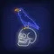 Crow Sitting Human Skull Neon Sign - Neon Signs Now